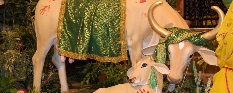 Gopashtami Festival
